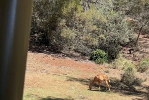 2 Day Safari Tour From Cape Town: Botlierskop & Buffelsdrift