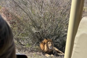 2 Day Safari Tour From Cape Town: Botlierskop & Buffelsdrift