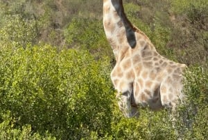 2 Day Safari Tour From Cape Town: Botlierskop & Buffelsdrift