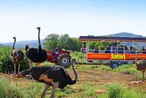 3 Daagse Tuinroute All-inclusive privétour vanuit Kaapstad