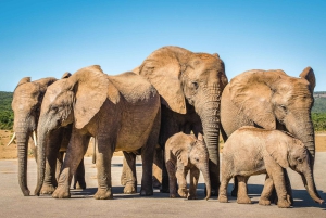 3 Daagse Tuinroute All-inclusive privétour vanuit Kaapstad