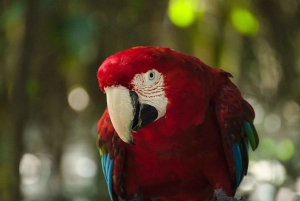 3 Daagse Tuinroute All-inclusive privétour vanuit Kaapstad