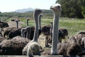 3 Daagse Tuinroute All-inclusive privétour vanuit Kaapstad