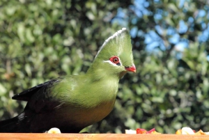 3 Daagse Tuinroute All-inclusive privétour vanuit Kaapstad