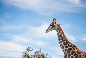 3-Day Garden Route and Safari from Cape Town
