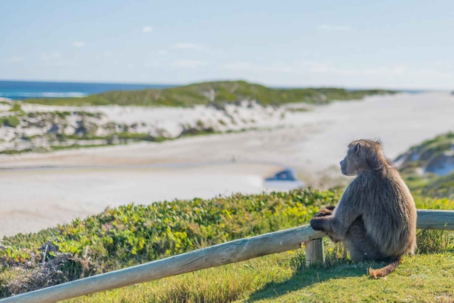 3-Day Private Tour: Good Hope Table Mountain & Robben Island
