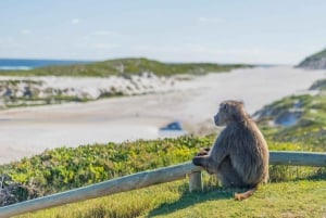 Excursión Privada de 3 Días: Montaña de la Mesa de la Buena Esperanza e Isla Robben