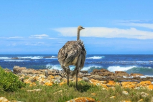 3-dagers privat tur: Good Hope Table Mountain og Robben Island