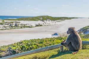 3-Day Private Tour: Good Hope Table Mountain & Robben Island