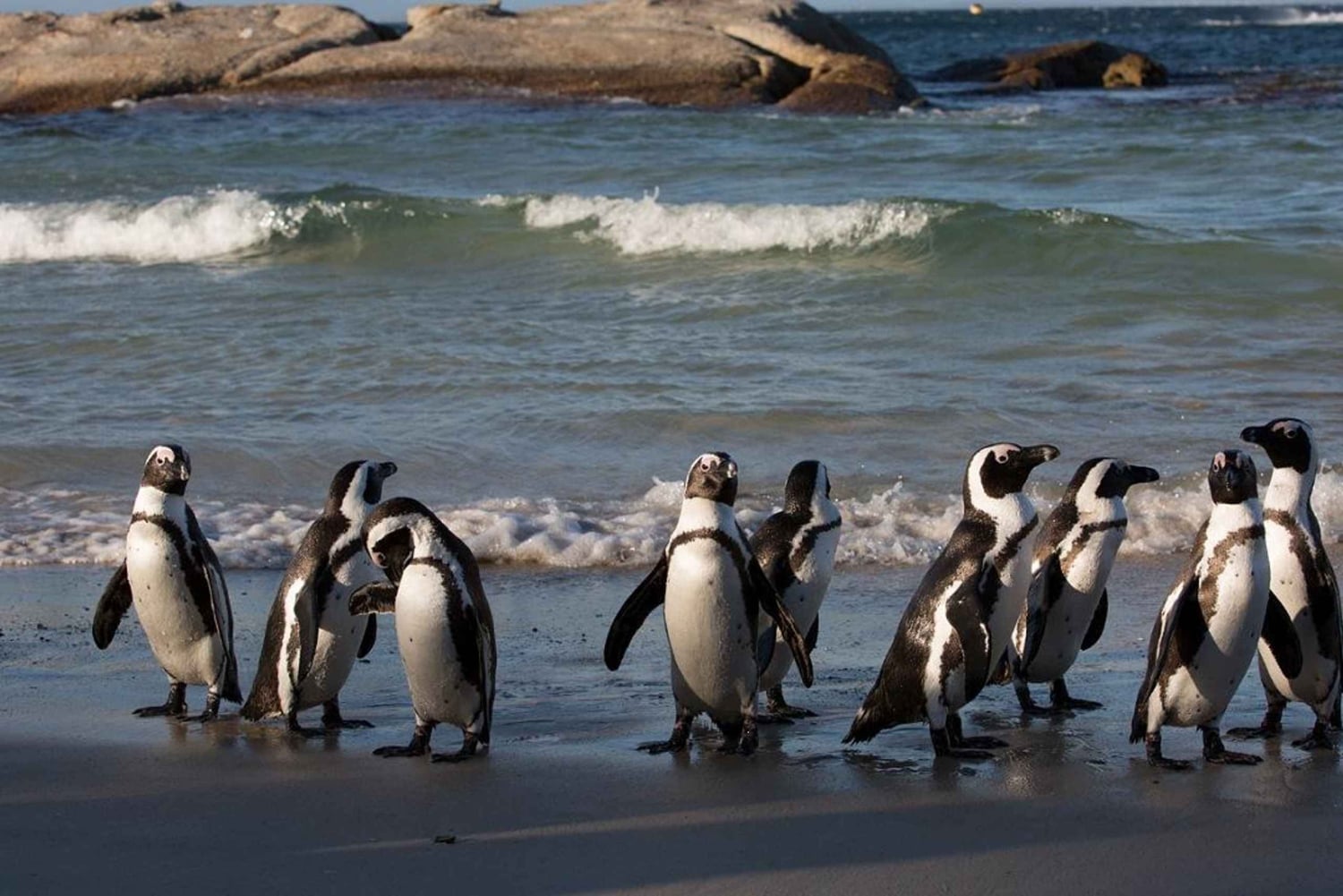 4 Day Cape Town Essential Tour & Big 5 Safari At Inverdoorn