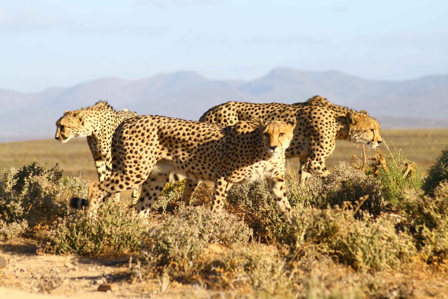 4 Day Cape Town Essential Tour & Big 5 Safari At Inverdoorn