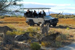 4 dages Cape Town Essential Tour & Big 5-safari ved Inverdoorn
