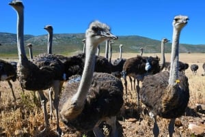 4 Day Cape Town Essential Tour & Big 5 Safari At Inverdoorn