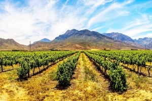 4 Day Cape Town Essential Tour & Big 5 Safari At Inverdoorn