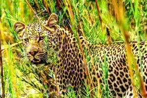 4 Day Cape Town Essential Tour & Big 5 Safari At Inverdoorn