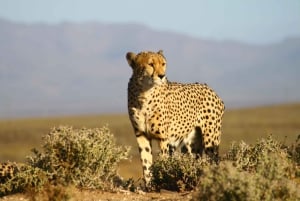 4 Day Cape Town Essential Tour & Big 5 Safari At Inverdoorn