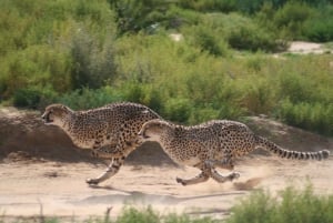 4 Day Cape Town Essential Tour & Big 5 Safari At Inverdoorn