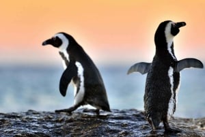 4 Day Cape Town Essential Tour & Big 5 Safari At Inverdoorn