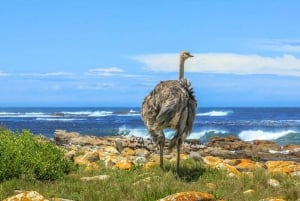 4 Day Cape Town Essential Tour & Big 5 Safari At Inverdoorn