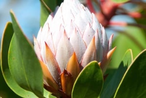 4 Day Cape Town Essential Tour & Big 5 Safari At Inverdoorn