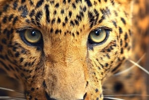 4 Day Cape Town Essential Tour & Big 5 Safari At Inverdoorn