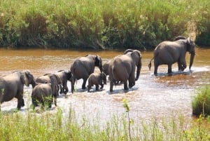 4 Day Cape Town Essential Tour & Big 5 Safari At Inverdoorn