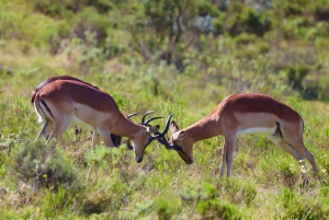 4-Day Garden Route Experience