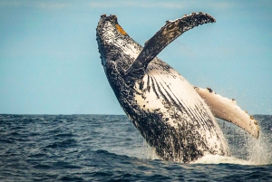 4-Day Garden Route Experience