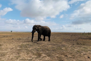 4-Day Garden Route Experience