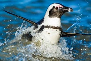 4 Day Small Group Garden Route Tour From Cape Town