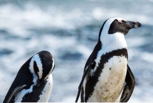 4 Day Small Group Garden Route Tour From Cape Town