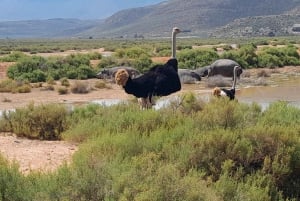 4 Días de Exploración Privada de Ciudad del Cabo y Alrededores