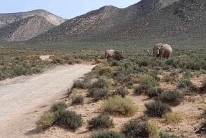4 Días de Exploración Privada de Ciudad del Cabo y Alrededores