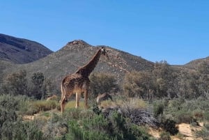 4 Días de Exploración Privada de Ciudad del Cabo y Alrededores