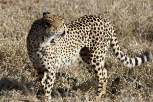 Safari de 6 días por Ciudad del Cabo y el Parque Nacional Kruger