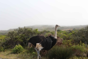 Una curiosa aventura por Chapman's Peak Drive: Cape Point