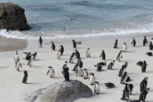 En privat tur til pingviner, Cape Point og Taffelbjerget