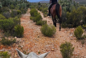 Afrika på hesteryg: Sadl op til en weekend med eventyr