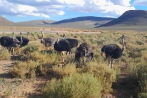 アクイラ・ビッグファイブ・サファリ（送迎、昼食付） 公園使用料を除く