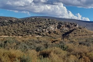 アクイラ・ビッグファイブ・サファリ（送迎、昼食付） 公園使用料を除く
