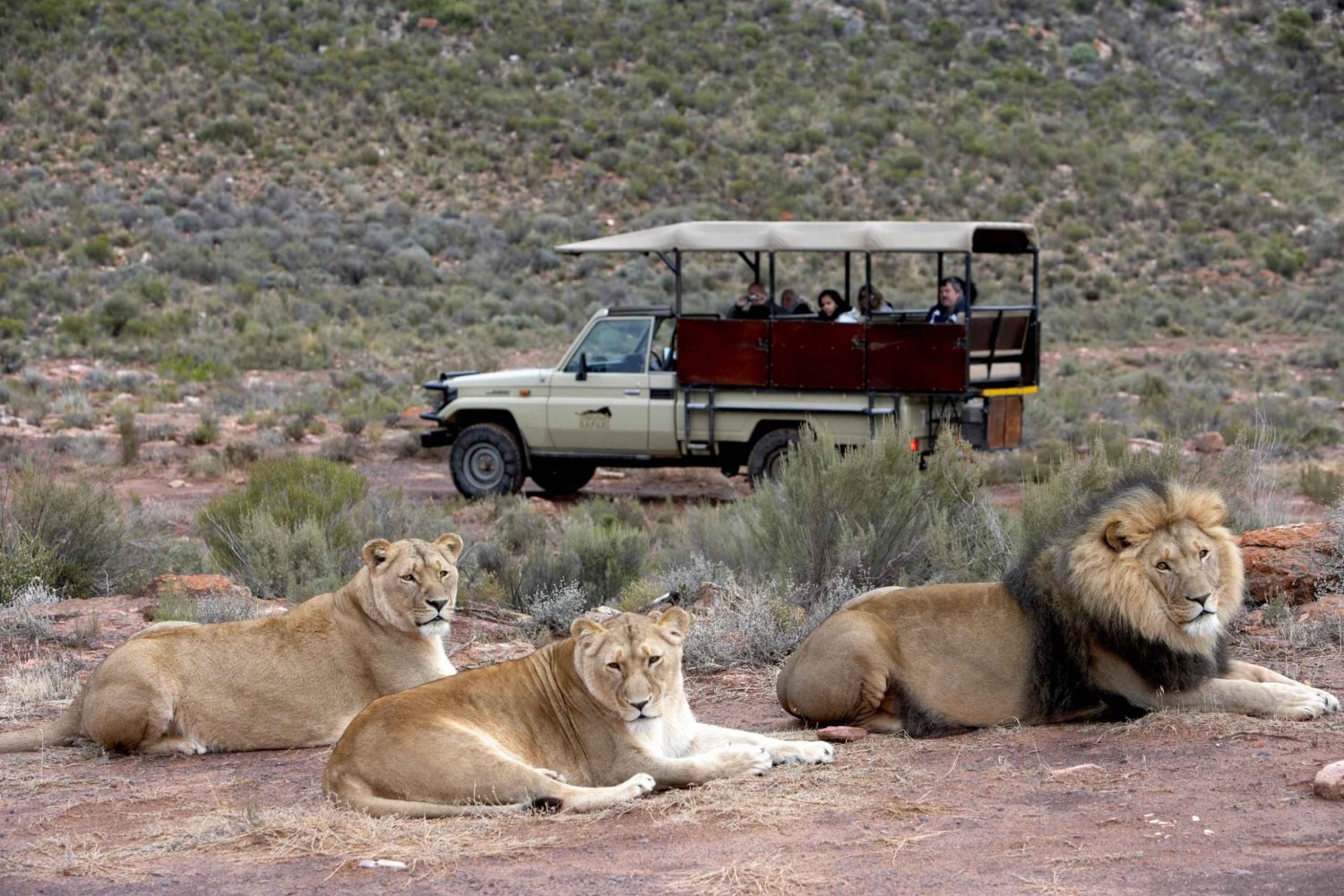 Aquila Game Reserve: Popołudniowe safari