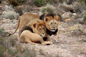 Au départ du Cap : visite safari de la réserve de chasse d'Aquila avec déjeuner