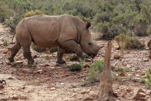 Au départ du Cap : visite safari de la réserve de chasse d'Aquila avec déjeuner