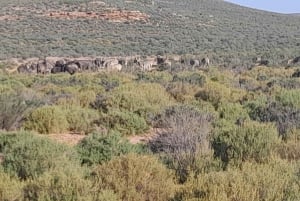 Cape Town: Aquila Game Reserve Sunset Safari with Transport