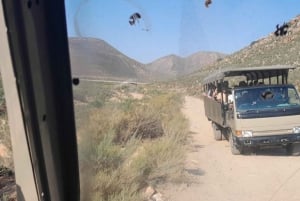 Cape Town: Aquila Game Reserve Sunset Safari with Transport