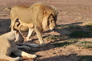 Cape Town: Aquila Game Reserve Sunset Safari with Transport