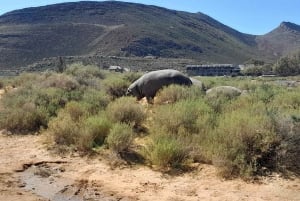 Cape Town: Aquila Game Reserve Sunset Safari with Transport