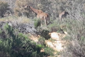 Cape Town: Aquila Game Reserve Sunset Safari with Transport