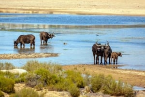 Kapkaupunki: Auringonlaskusafari Aquila Game Reserve w/Transfeer