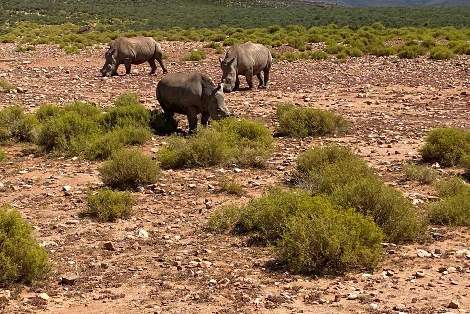 Città del Capo: tour dell'Aquila Game Reserve e del V&A Waterfront con pranzo